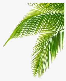 #tropical #leaves #green #freetoedit - Leaf Palm Tree Png, Transparent Png, Transparent PNG