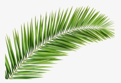 Leaves Png Image Background - Palm Frond Transparent Png, Png Download, Transparent PNG