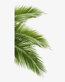 Palm Leaves Transparent Background, HD Png Download, Transparent PNG