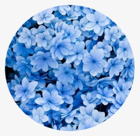 #blue #aesthetic - Hd Blue Flowers Iphone Background, HD Png Download, Transparent PNG