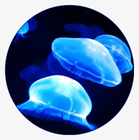 #blueaesthetic #aesthetic #blue #jellyfish #ocean #sea - Neon Blue Aesthetic, HD Png Download, Transparent PNG