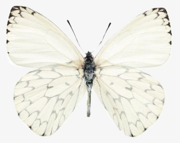 #butterfly #tumblr #cute #aesthetic - White Butterfly, HD Png Download, Transparent PNG