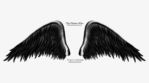 Thumb Image - Angels Wing Black And Whites Png, Transparent Png, Transparent PNG