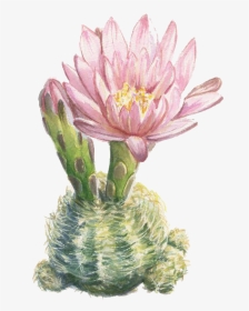 Watercolor Painting Illustration Printmaking - Cactus Botanical Illustration, HD Png Download, Transparent PNG