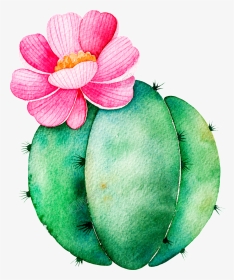 Spherical Cactus Cartoon Transparent - Transparent Cactus Clipart Watercolor, HD Png Download, Transparent PNG