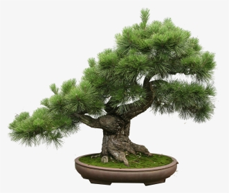 Bonsai Tree Png - Bonsai Pinus Thunbergii, Transparent Png, Transparent PNG