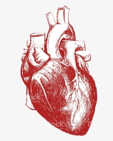 #humanheart #red #aesthetic #tumblr - Anatomical Heart Heart Human For Drawing, HD Png Download, Transparent PNG