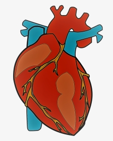 Photo Courtesy Of Pixabay - Cartoon Human Heart Png, Transparent Png, Transparent PNG