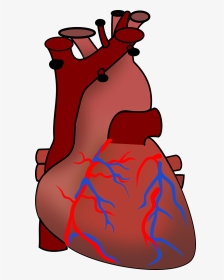 Human Heart Clipart - Animals Including Humans Year 6, HD Png Download, Transparent PNG