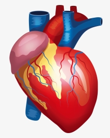 Anatomy Vector Human Heart - Transparent Background Human Heart Png, Png Download, Transparent PNG