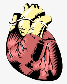 Vector Illustration Of Human Heart With Aorta - Human Heart Not Labeled, HD Png Download, Transparent PNG