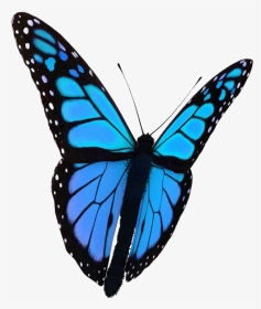 Transparent Background Butterfly Gif, HD Png Download, Transparent PNG