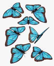 Group Of Blue Butterfly, HD Png Download, Transparent PNG