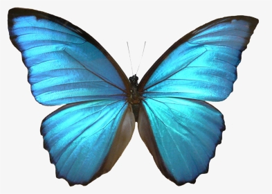 Blue Butterfly Transparent - Blue Morpho Butterfly Clip Art, HD Png Download, Transparent PNG