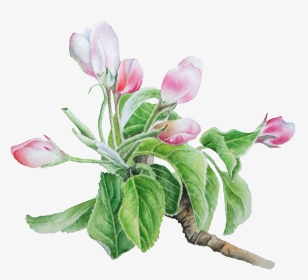Hand Painted Pale Pink Flower Png Transparent - Tulip, Png Download, Transparent PNG
