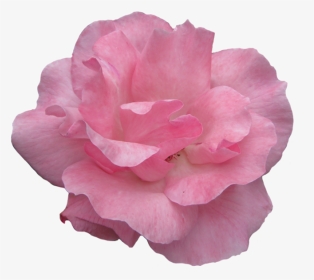 Pink Rose Clipart Garden - Garden Roses, HD Png Download, Transparent PNG