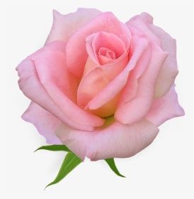 Pink Rose Clipart Pink Flower - Flower Rose Pink, HD Png Download, Transparent PNG