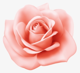 Pink Rose Clipart - Rose, HD Png Download, Transparent PNG