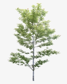 Cây Photoshop, HD Png Download, Transparent PNG