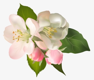 Pear Blossom Flower Clipart Graphic Freeuse Stock Floral, HD Png Download, Transparent PNG