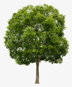 Free Png Trees, Transparent Png, Transparent PNG