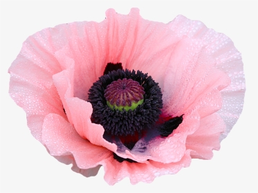 Rose Clipart Png Tumblr - Opium Flowers Transparent, Png Download, Transparent PNG