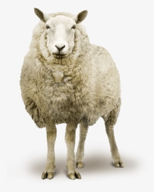 Sheep, HD Png Download, Transparent PNG