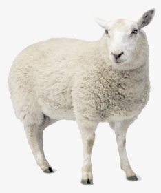Cut Out Sheep, HD Png Download, Transparent PNG