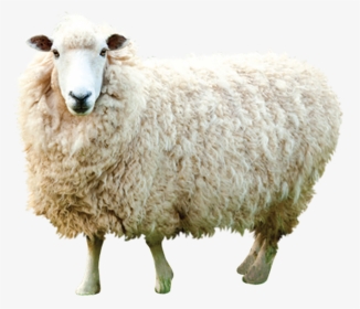 Indian Sheep Png, Transparent Png, Transparent PNG