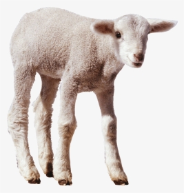 Sheep Png Image 82704 Min - Sheep, Transparent Png, Transparent PNG