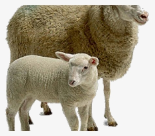 Sheep Png Transparent Images - Living Things And Their Young, Png Download, Transparent PNG