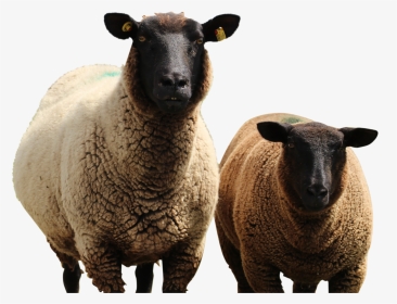 Sheep, HD Png Download, Transparent PNG