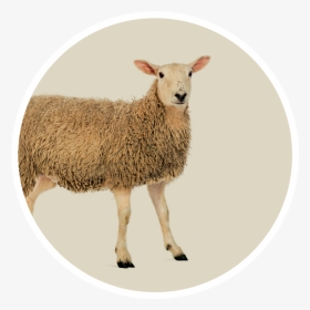 Dolly The Sheep Transparent, HD Png Download, Transparent PNG