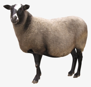 Transparent Background Sheep Png, Png Download, Transparent PNG