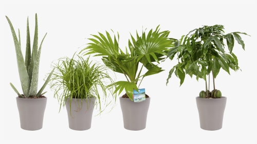 Indoor Plant Dwarf Umbrella - Small Indoor Plant Png, Transparent Png, Transparent PNG