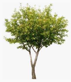 Thumb Image - Tree Architecture Png, Transparent Png, Transparent PNG