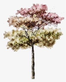 Architectural Rendering Watercolor Tree Png, Transparent Png, Transparent PNG