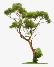 Chinese Tree Png, Transparent Png, Transparent PNG
