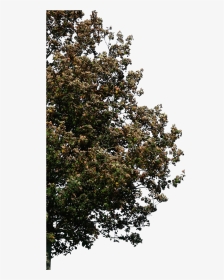 Corner Trees For Photoshop, HD Png Download, Transparent PNG