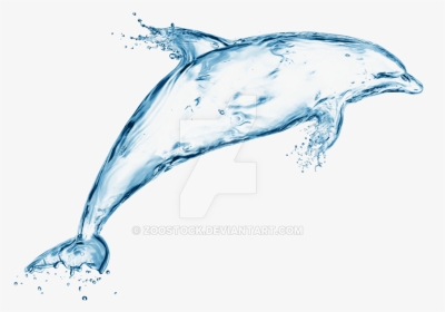 Dolphin Of Water On A Transparent Background By Zoostock - Water Transparent Dolphin Png, Png Download, Transparent PNG