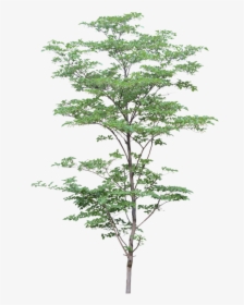 Png Watercolor Trees - Arbre Architecture Render, Transparent Png, Transparent PNG