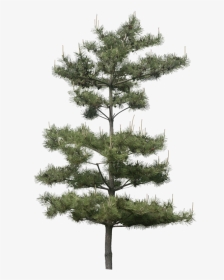 Pinus Tree Png, Transparent Png, Transparent PNG