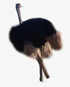 #ostrich #saanimals #savanahart #veld #2k17 #freetoedit - Ostrich, HD Png Download, Transparent PNG