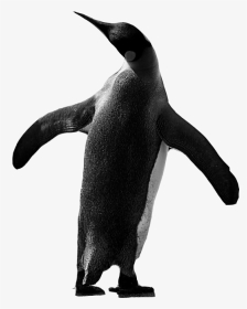 Penguen - Penguins, HD Png Download, Transparent PNG