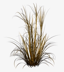 Grass Plant Transparent Background, HD Png Download, Transparent PNG