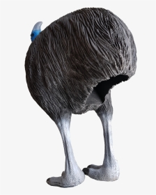 Emu, HD Png Download, Transparent PNG
