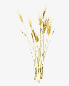 Wheat Texture Png, Transparent Png, Transparent PNG