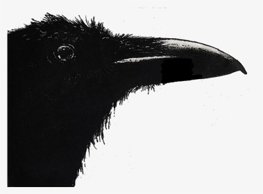 Flightless Bird, HD Png Download, Transparent PNG