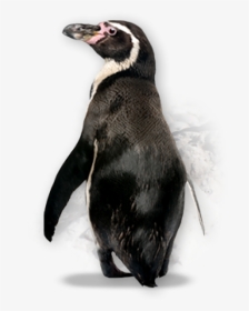 Pinguin Png Free Download - Galapagos Penguin Transparent Background, Png Download, Transparent PNG