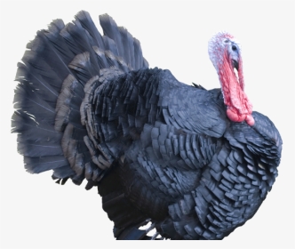 Turkeys Png, Transparent Png, Transparent PNG